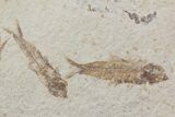Fossil Fish (Knightia) Plate- Wyoming #111244-1